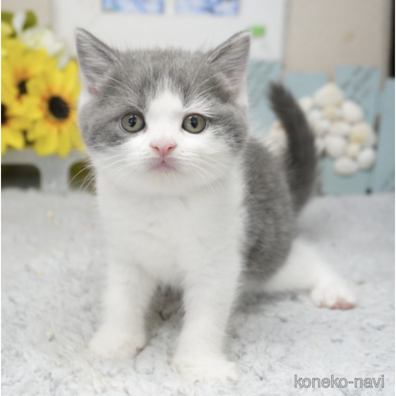 販売中の茨城県のブリティッシュショートヘア-125882
